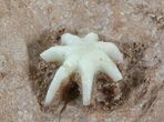 Interesting Evactinopora Bryozoa Colony - Missouri #42712-1